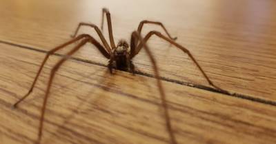 Thousands of horny spiders will invade Scots homes as mating season kicks off - www.dailyrecord.co.uk - Scotland