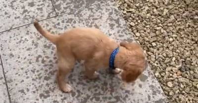 'Cutest thing I’ve seen all day': Cocker Spaniel's reaction to seeing rain for the first time ever - www.dailyrecord.co.uk