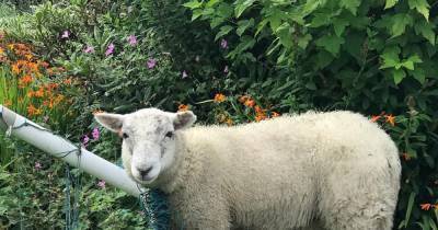 Can ewe believe it? Sheep gets trapped in Rossendale back garden football goal - www.manchestereveningnews.co.uk - Manchester