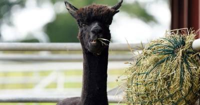 Geronimo the alpaca killed due to TB fears despite national campaign to save him - www.dailyrecord.co.uk - New Zealand