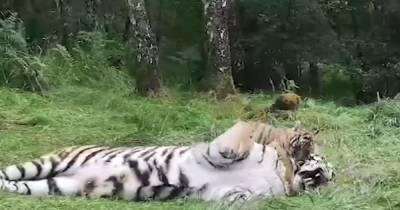 Highland Wildlife Park shares adorable clip of Amur tiger cub sneaking up on mum to give her a 'hug' - www.dailyrecord.co.uk - Scotland