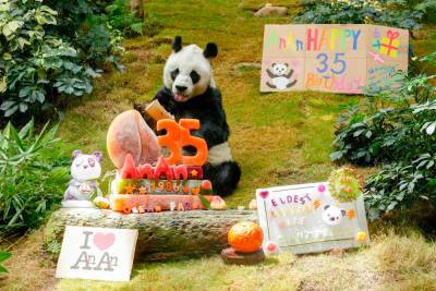 Oldest zoo panda in the world celebrates 35th birthday - nypost.com - China - Hong Kong - city Hong Kong