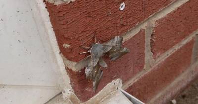 ‘It was like a dragon’: Huge moths have been landing all over one place in Greater Manchester - www.manchestereveningnews.co.uk - Manchester