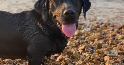 Cute Labrador gets mistaken for sausage dog because of his tiny little legs - www.dailyrecord.co.uk - county Isle Of Wight