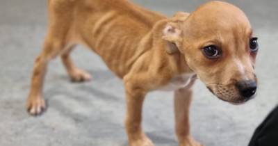 Tiny starving puppy found abandoned in Scots park as welfare chiefs launch probe - www.dailyrecord.co.uk - Scotland