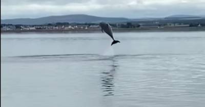 Pod of dolphins leap 10ft high in stunning spectacle just metres from Scots shore - www.dailyrecord.co.uk - Scotland
