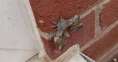 Giant sex-crazed moths the 'size of a hand' spotted in homes after heatwave hatch - www.dailyrecord.co.uk