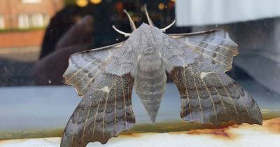 Monster moths have been making Manchester their home - and they are tearing this city apart - www.manchestereveningnews.co.uk - Manchester