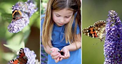 Princess Charlotte cradles butterfly in nationwide count to promote biodiversity - www.msn.com - county Norfolk