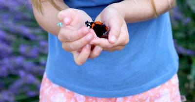 Princess Charlotte cradles butterfly to raise awareness of Big Butterfly Count - www.msn.com - Britain - county Norfolk