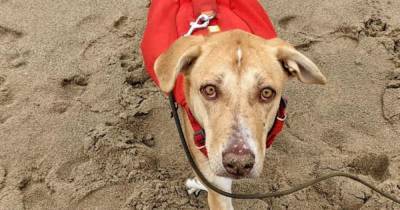 Street dog rehomed after being tied up and left to die in Saudi Arabian desert - www.manchestereveningnews.co.uk - Britain - Saudi Arabia