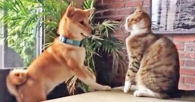 Watch as dog batted off dining chair by tabby cat in comical viral video - www.dailyrecord.co.uk