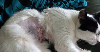 Salford cat-lover's 'disgust' as he finds beloved pet covered in blood - after being shot with 'air gun' - www.manchestereveningnews.co.uk