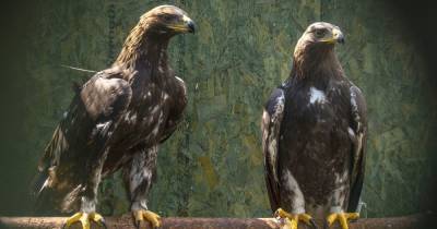Dumfries and Galloway golden eagle population soaring thanks to conservation scheme - www.dailyrecord.co.uk