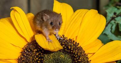 Adorable snaps of new born harvest mouse shared by Scots conservationists - www.dailyrecord.co.uk - Britain - Scotland