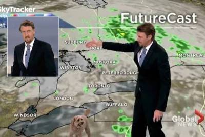 Weatherman’s pet dog hilariously crashes live report on Hurricane Ida - nypost.com