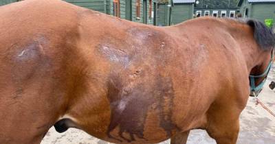 BREAKING: SSPCA appeal after four horses are seriously injured in suspected dog attack - www.dailyrecord.co.uk