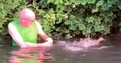 Drowning duck saved by hero Scot who leapt into canal to free bird from plastic - www.dailyrecord.co.uk - Scotland