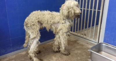 Starving poodle found abandoned on side of Scots road finds 'forever home' - www.dailyrecord.co.uk - Scotland