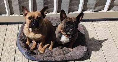 Two French bulldogs 'died of heatstroke when pet-sitting firm left them in back of unattended car’ - www.dailyrecord.co.uk - France