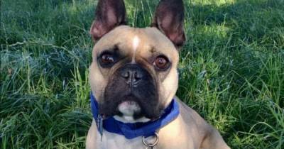 'Last chance' for paralysed French Bulldog Alfie who suffered spinal injury after chasing a ball - www.manchestereveningnews.co.uk - France