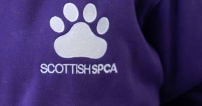 SSPCA ask Lanarkshire's animal lovers to celebrate their pets during week-long event - www.dailyrecord.co.uk - Scotland - county Hamilton