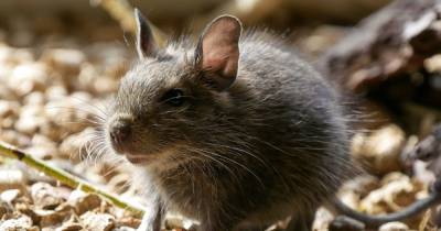 Vermin concerns: Rat treatment cases soar across South Lanarkshire - www.dailyrecord.co.uk