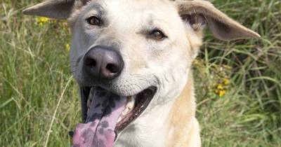 Ex-street dog Dobby needs new home after owners forced to give him up following birth of baby - www.manchestereveningnews.co.uk - India