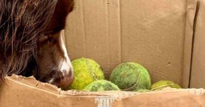 Dog walker stumbles across cardboard box full of tennis balls with a heartwarming message - www.manchestereveningnews.co.uk
