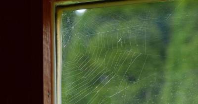Seven ways to get spiders out of your home - and expert advice on if they work - www.manchestereveningnews.co.uk - Britain