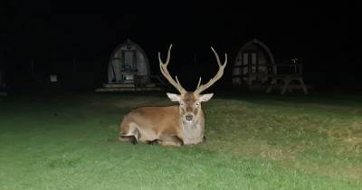 Scots camper gets fright of his life upon finding stag chilling outside his tent late at night - www.dailyrecord.co.uk - Scotland - county Bay