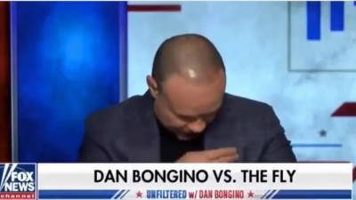 Fox News’ Dan Bongino Does Mid-Taping Battle With ‘Freakin’ Fly’ (Video) - thewrap.com