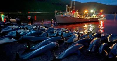 Slaughter of more than a thousand dolphins on Faroe Islands sparks debate on traditions - www.manchestereveningnews.co.uk - Faroe Islands
