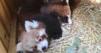 Blackpool Zoo welcomes rare panda cubs after 10-year wait - and they're adorable - www.manchestereveningnews.co.uk - Manchester