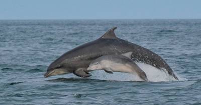Scot captures epic shot of dolphin leaping from water alongside adorable calf - www.dailyrecord.co.uk - Scotland