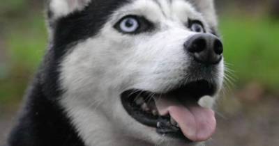 Siberian husky found fame thanks to Facebook post - www.manchestereveningnews.co.uk - Manchester - state Alaska