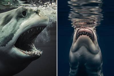 Jaw-dropping shark photos give a rare close-up look - nypost.com - California