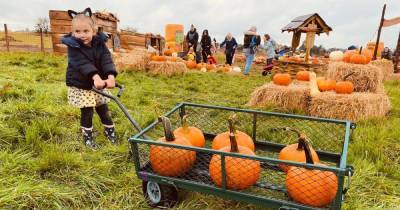 Where to go pumpkin picking in and around Greater Manchester for Halloween 2021 - www.manchestereveningnews.co.uk - Manchester