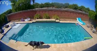 Doorbell cam catches home alone dog having the time of his life in swimming pool - www.dailyrecord.co.uk
