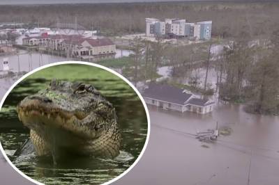 Husband Attacked & 'Apparently Killed' By Alligator In Front Of His Wife In Hurricane Ida Floodwaters - perezhilton.com - state Louisiana