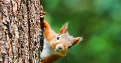 Dumfries and Galloway residents encouraged to take part in Great Scottish Squirrel Survey - www.dailyrecord.co.uk - Scotland