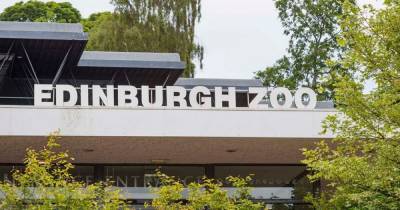 Families shocked to see chimp cradling dead baby at Scots zoo - www.dailyrecord.co.uk - Scotland