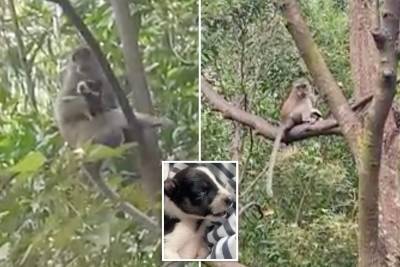 Puppy held hostage by wild monkey for three days before dramatic rescue - nypost.com