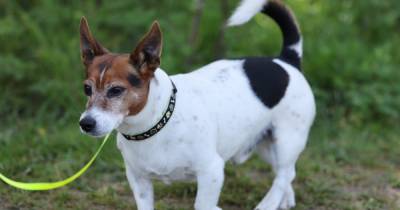 All dog owners in the UK face a £5000 fine if caught with the wrong collar - www.manchestereveningnews.co.uk - Britain