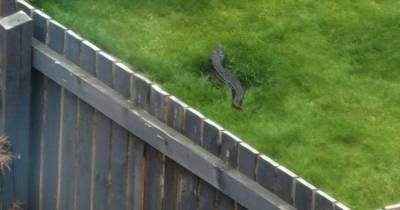 Family's disbelief after spotting 4ft long 'crocodile' in neighbour's garden - www.dailyrecord.co.uk - county Ellis