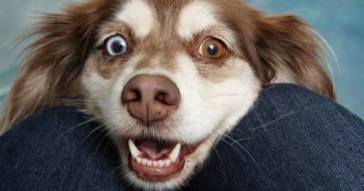Dog owners warned about excess lip licking, teeth chattering and yawns - www.dailyrecord.co.uk