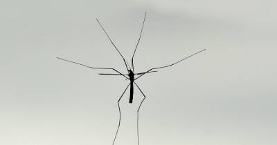 Why are there so many daddy long legs right now? - www.manchestereveningnews.co.uk