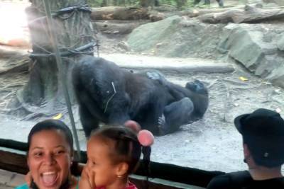Gorillas shock onlookers with oral sex show at Bronx Zoo in hilarious video - nypost.com