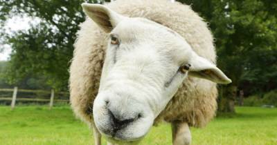 Sheep found dead after being ‘shot in head with crossbow and arrow' on Scots farm - www.dailyrecord.co.uk - Scotland