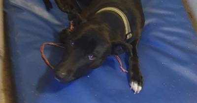 Appeal for owner of dog found alone in Falkirk to come forward - www.dailyrecord.co.uk